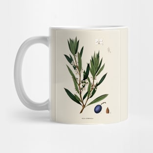 Olive Branch Antique Botanical Illustration Mug